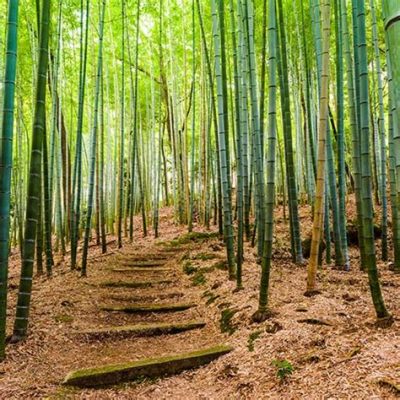 La Foresta di Bambù: Un Immersione nella Natura e un Rifugio dalla Città Frenetica!