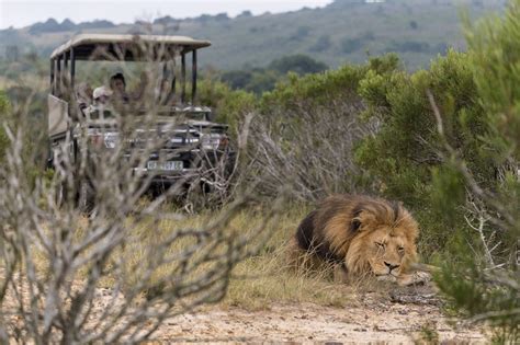  Il Kwantu Private Game Reserve: Un rifugio di fauna selvatica e un'esperienza indimenticabile nel cuore del Sudafrica!